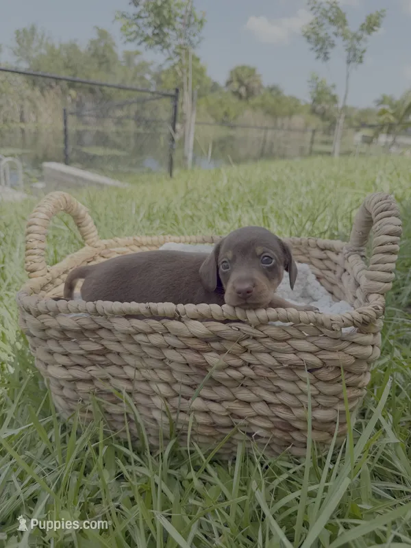 Links Jr., a male Miniature Dachshund for sale in Cape Coral, FL – 1 of 3
