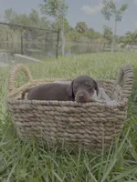 Links Jr., a male Miniature Dachshund for sale in Cape Coral, FL – 1 of 3