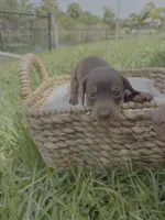 Links Jr., a male Miniature Dachshund for sale in Cape Coral, FL – 3 of 3