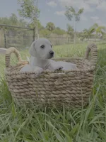 Snow, a female Miniature Dachshund for sale in Cape Coral, FL – 1 of 3