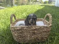 Oreo, a male Miniature Dachshund for sale in Cape Coral, FL – 2 of 3