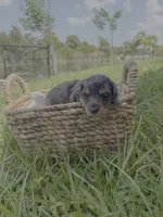 Blue, a female Miniature Dachshund for sale in Cape Coral, FL – 1 of 3