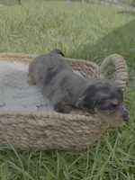 Blue, a female Miniature Dachshund for sale in Cape Coral, FL – 3 of 3