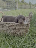 Links Jr., a male Miniature Dachshund for sale in Cape Coral, FL – 2 of 3