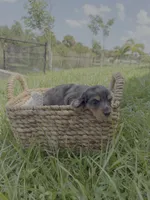 Blue, a female Miniature Dachshund for sale in Cape Coral, FL – 2 of 3