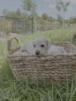 Snow, a female Miniature Dachshund for sale in Cape Coral, FL – 2 of 3