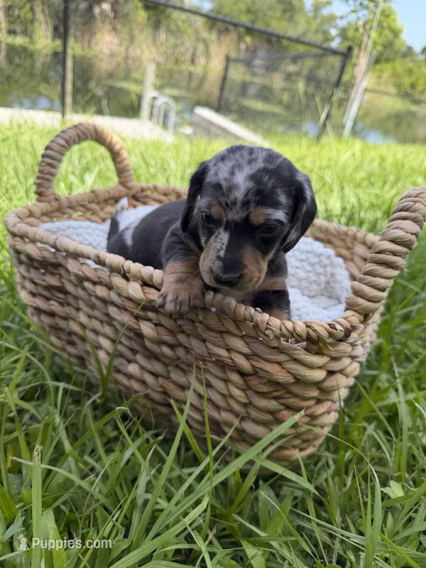 Oreo – Miniature Dachshund puppy for sale in Cape Coral, FL