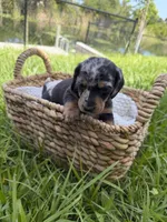 Oreo, a male Miniature Dachshund for sale in Cape Coral, FL – 1 of 3
