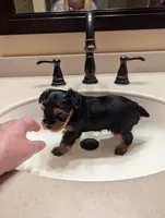 Boy two, a male Yorkshire Terrier for sale in Appleton, NY – Photo 3 of 4