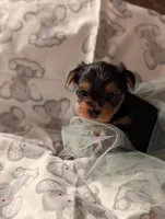 Boy two, a male Yorkshire Terrier for sale in Appleton, NY – Photo 4 of 4