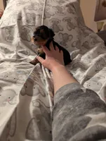 Boy two, a male Yorkshire Terrier for sale in Appleton, NY – Photo 2 of 4