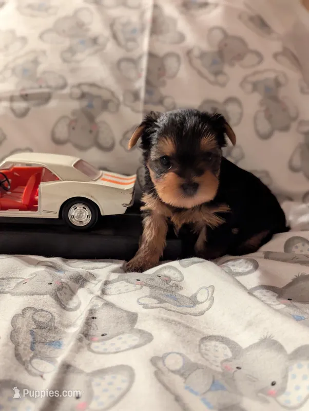 Boy one, a male Yorkshire Terrier for sale in Appleton, NY – Photo 1 of 4