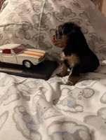 Boy one, a male Yorkshire Terrier for sale in Appleton, NY – Photo 4 of 4