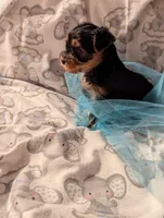 Boy one, a male Yorkshire Terrier for sale in Appleton, NY – Photo 3 of 4