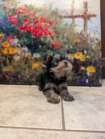 Boy bear, a male Yorkshire Terrier for sale in Appleton, NY – Photo 4 of 6