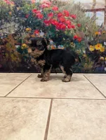 Boy bear, a male Yorkshire Terrier for sale in Appleton, NY – Photo 3 of 6