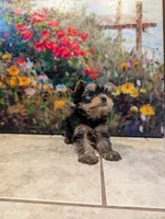 Boy bear, a male Yorkshire Terrier for sale in Appleton, NY – Photo 5 of 6