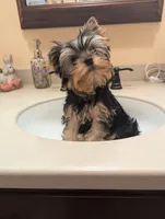 Boy bear, a male Yorkshire Terrier for sale in Appleton, NY – Photo 1 of 6