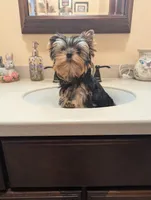 Boy bear, a male Yorkshire Terrier for sale in Appleton, NY – Photo 2 of 6