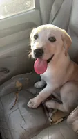 Coco, a male Labrador Retriever for sale in Minden, NV – 4 of 4