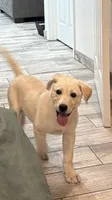 Coco, a male Labrador Retriever for sale in Minden, NV – 1 of 4
