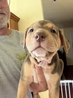 Poncho, a male American Staffordshire Terrier for sale in Philomath, OR – 2 of 2