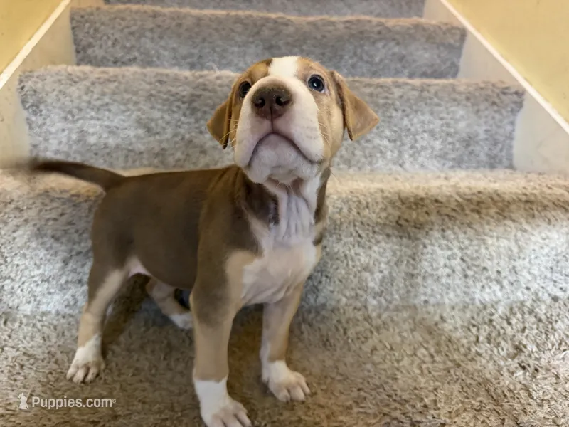 Patch – American Staffordshire Terrier puppy for sale in Philomath, OR