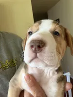 Patch, a male American Staffordshire Terrier for sale in Philomath, OR – 2 of 3