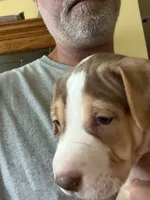 Patch, a male American Staffordshire Terrier for sale in Philomath, OR – 3 of 3