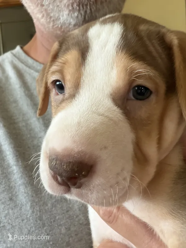 Patch – American Staffordshire Terrier puppy for sale in Philomath, OR