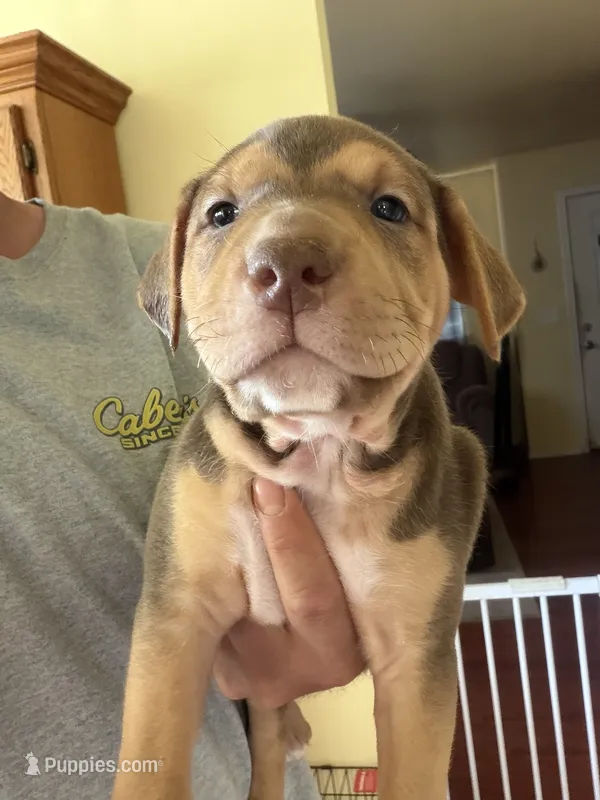 Poncho – American Staffordshire Terrier puppy for sale in Philomath, OR