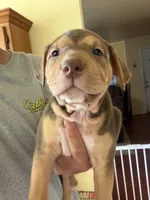 Poncho, a male American Staffordshire Terrier for sale in Philomath, OR – 1 of 2