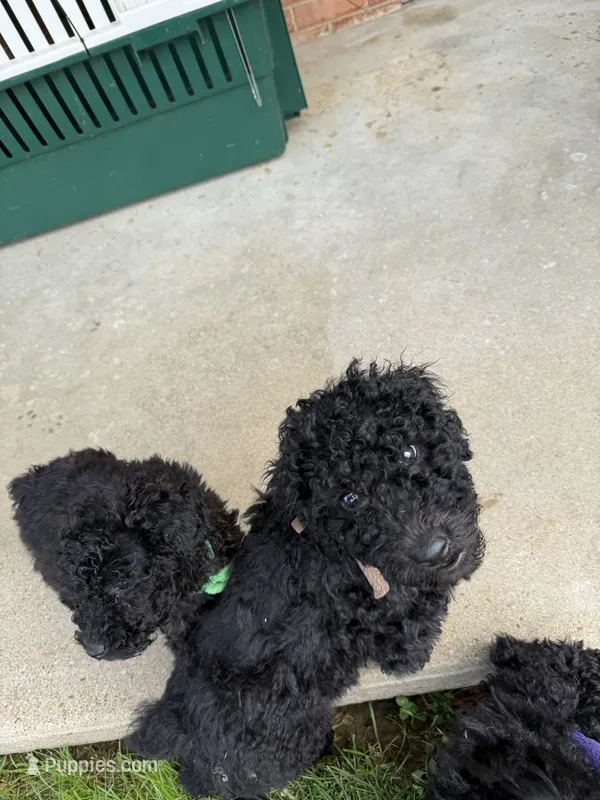 Brown Boy-Moyen – Poodle - Standard  puppy for sale in Stanley, VA