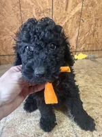Orange girl-Moyen, a female Poodle - Standard  for sale in Stanley, VA – 4 of 8