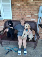 Brown Boy-Moyen, a male Poodle - Standard  for sale in Stanley, VA – 2 of 10