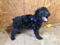 Purple Girl-Moyen, a female Poodle - Standard  for sale in Stanley, VA – 3 of 6