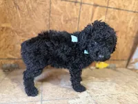 Blue Boy-Moyen, a male Poodle - Standard  for sale in Stanley, VA – 3 of 8