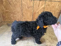 Orange girl-Moyen, a female Poodle - Standard  for sale in Stanley, VA – 7 of 8
