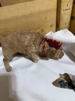 VT boy, a male Goldendoodle for sale in Stanley, VA – Photo 3 of 8