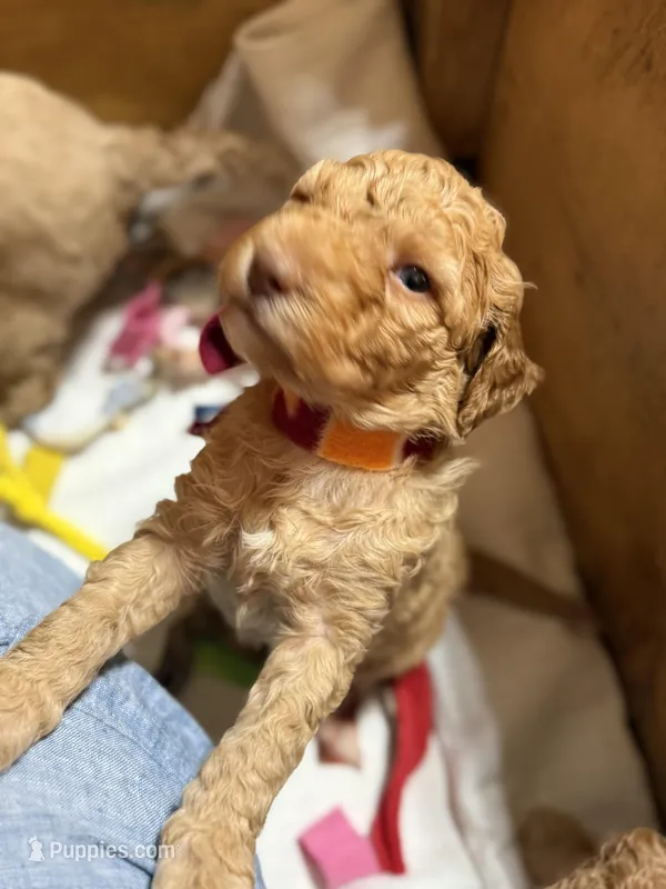 VT boy – Goldendoodle puppy for sale in Stanley, VA
