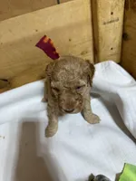 VT boy, a male Goldendoodle for sale in Stanley, VA – Photo 2 of 8