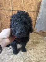 Brown Boy-Moyen, a male Poodle - Standard  for sale in Stanley, VA – 5 of 10