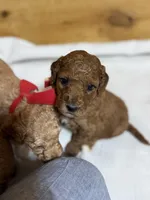 Sports boy, a male Goldendoodle for sale in Stanley, VA – Photo 3 of 10