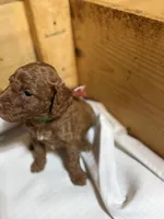 Sports boy, a male Goldendoodle for sale in Stanley, VA – Photo 4 of 10