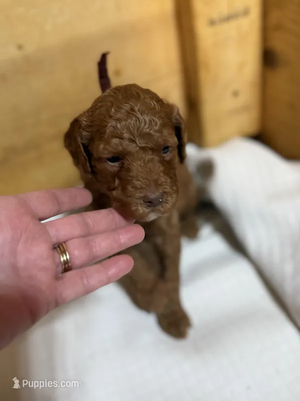Sports boy – Goldendoodle puppy for sale in Stanley, VA