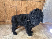 Brown Boy-Moyen, a male Poodle - Standard  for sale in Stanley, VA – 8 of 10