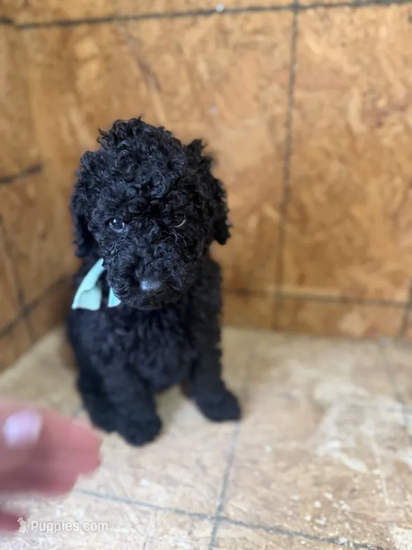 Blue Boy-Moyen – Poodle - Standard  puppy for sale in Stanley, VA