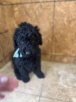 Blue Boy-Moyen, a male Poodle - Standard  for sale in Stanley, VA – 1 of 8