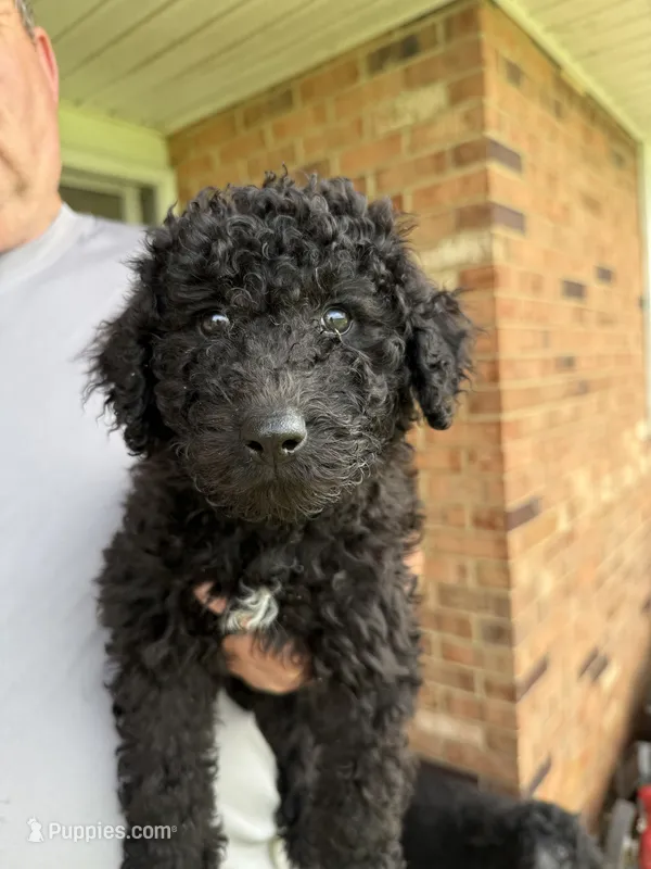 Purple Girl-Moyen – Poodle - Standard  puppy for sale in Stanley, VA