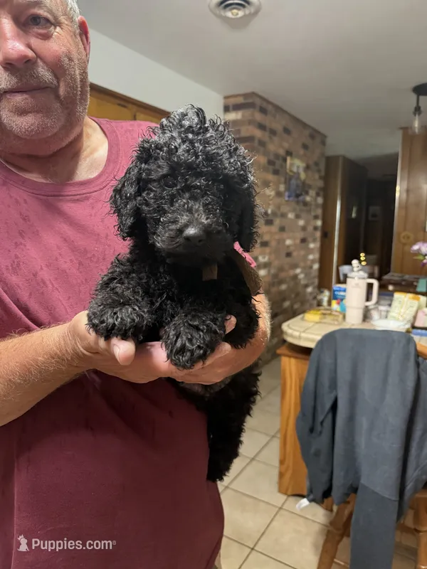 Brown Boy-Moyen – Poodle - Standard  puppy for sale in Stanley, VA